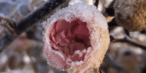 Später Frost – eine Ermutigung für Zeiten von Rückschlägen