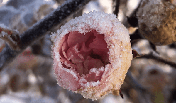 Später Frost – eine Ermutigung für Zeiten von Rückschlägen Später Frost – eine Ermutigung für Zeiten von Rückschlägen